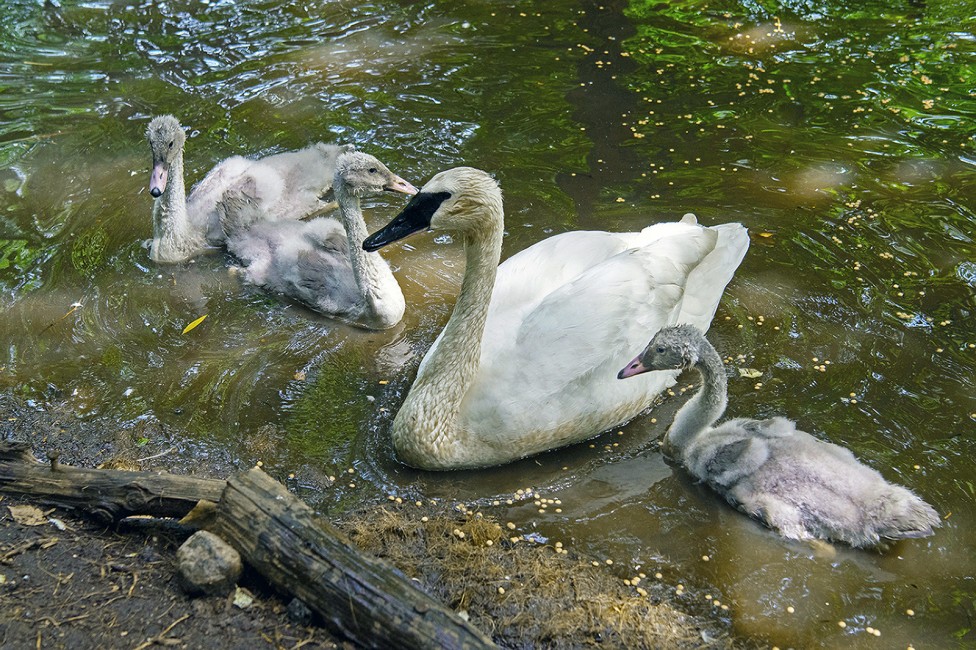 Swans of Significance