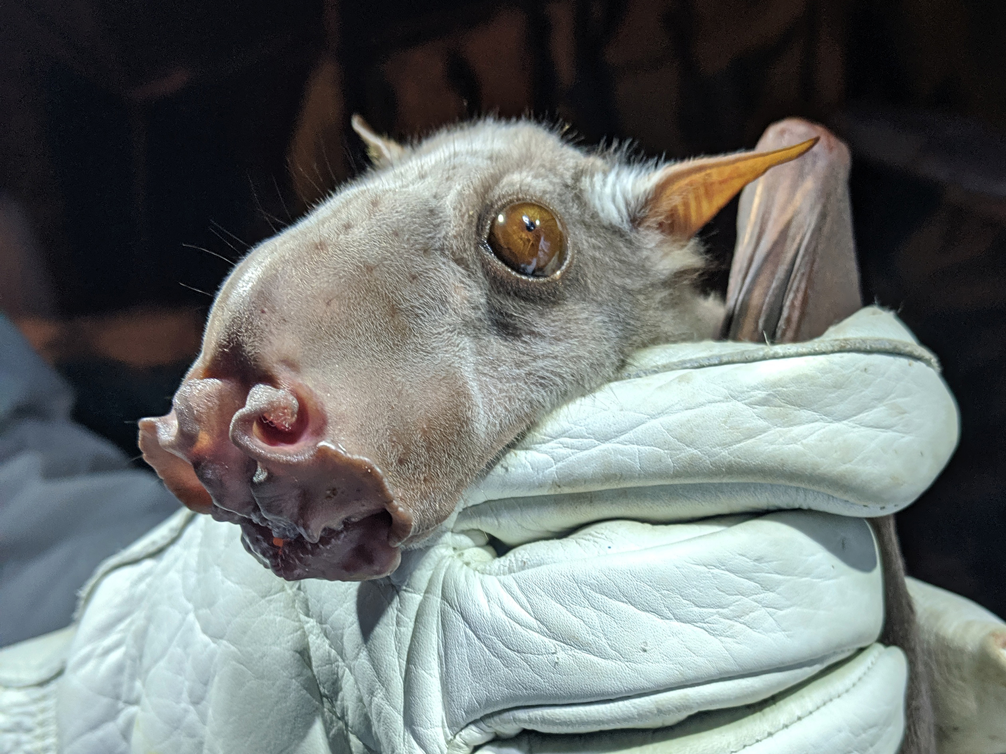 Discovering Where Bats Go in Africa