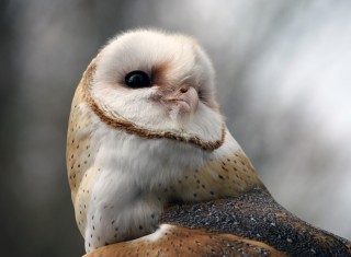 B is for Barn Owl