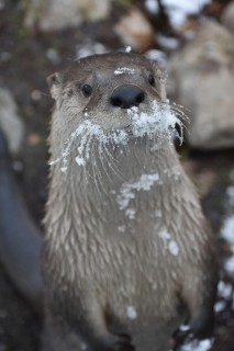 Snowy Otter