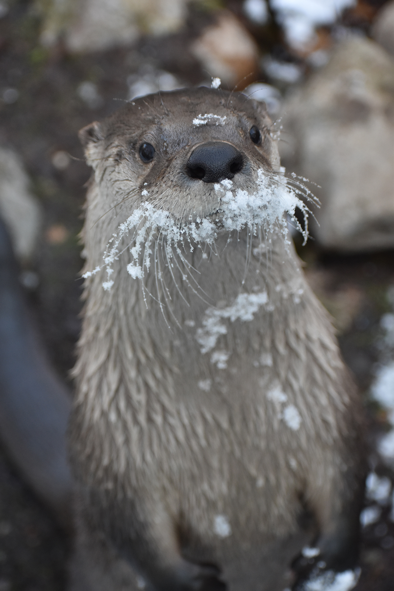 Snowy Otter