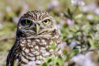 Destination: Burrowing Owls