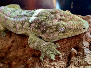 World’s Largest Gecko
