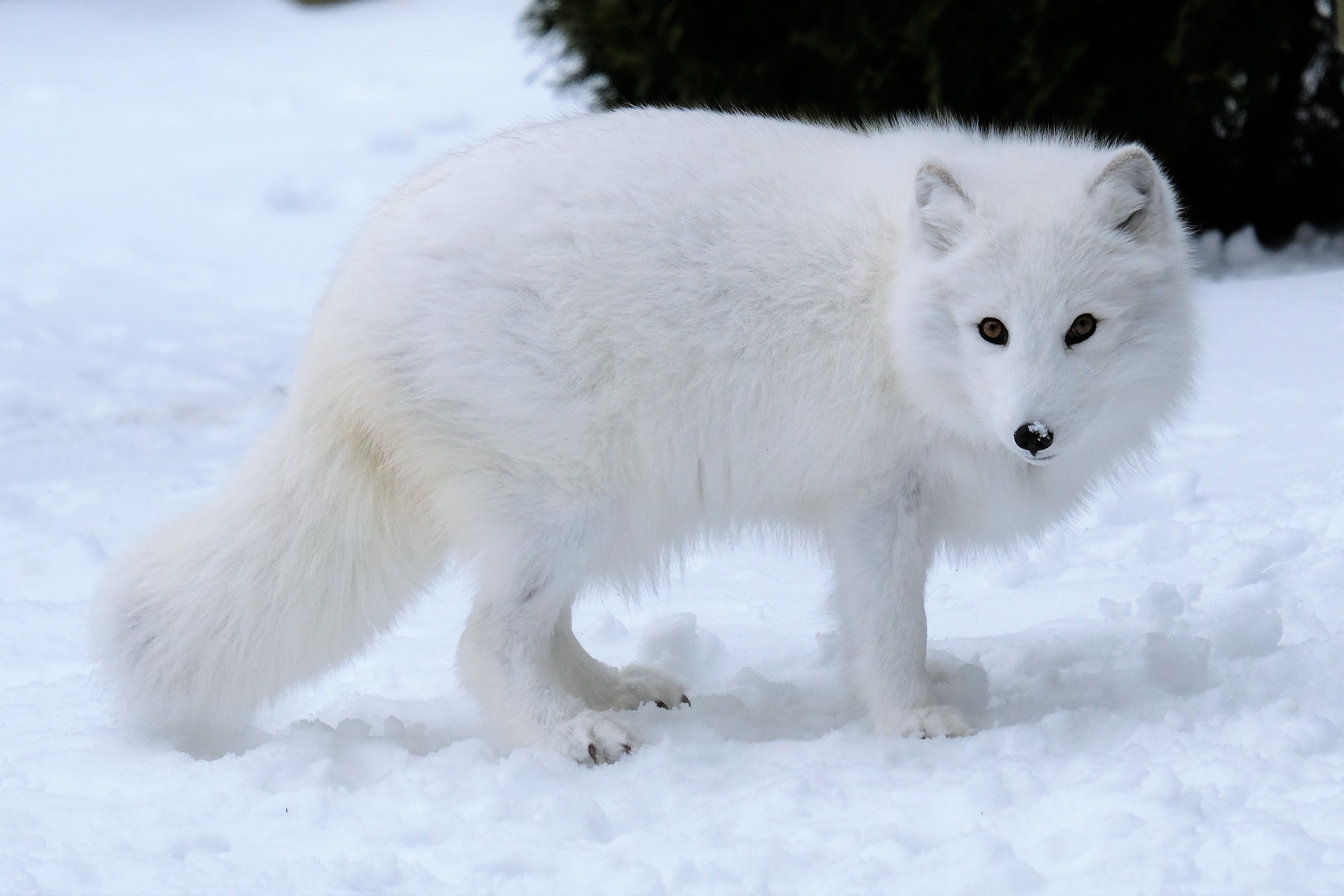 White Arctic Fox White Arctic Fox Vulpes Lagopus Curled Up On Snow