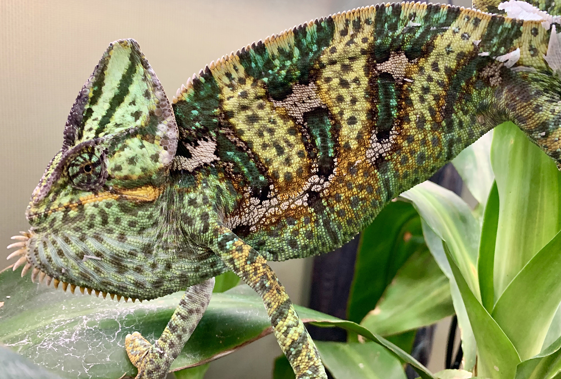 Chameleons: Masters of Adaptability – Part 1