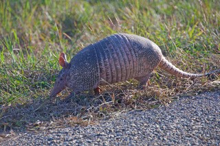 Imaginary Lines and the Nine-banded Armadillo