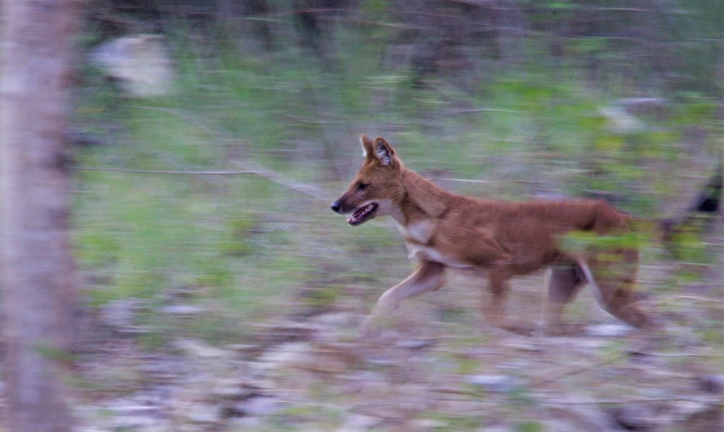 The Dhole: Asia’s Cat-chasing Cool Canids