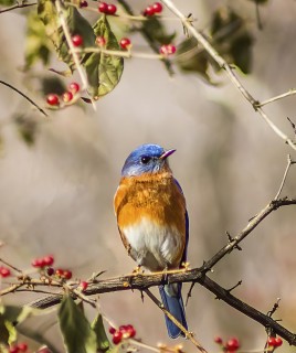 Bluebirds are Happiness