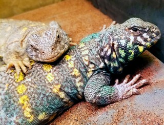A Uromastyx Happily Ever After