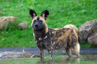 African Wild Dogs: Cunning Canines