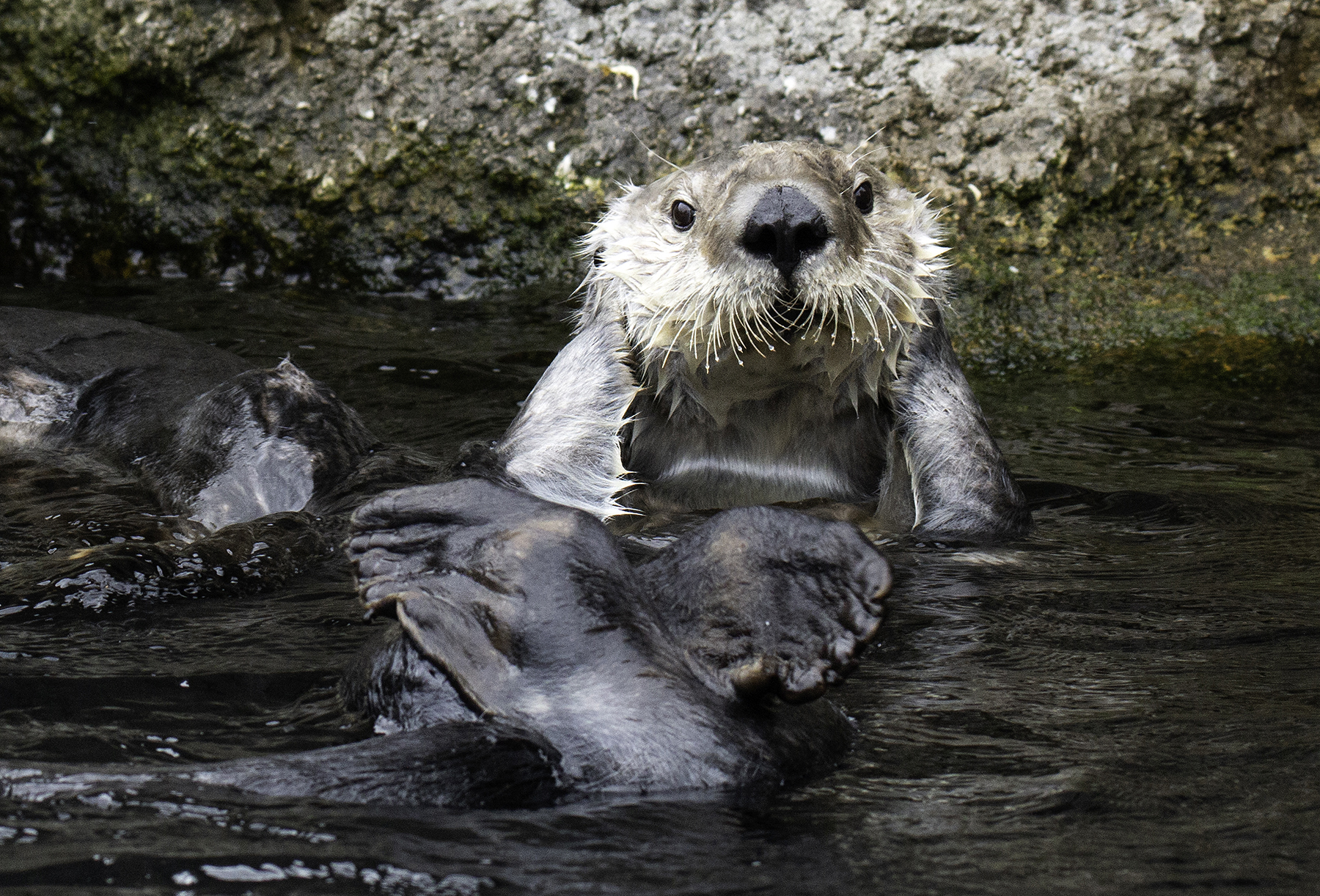 Otter Fur: More than Fluff