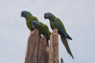 Blue-headed Macaw – A Mini Macaw