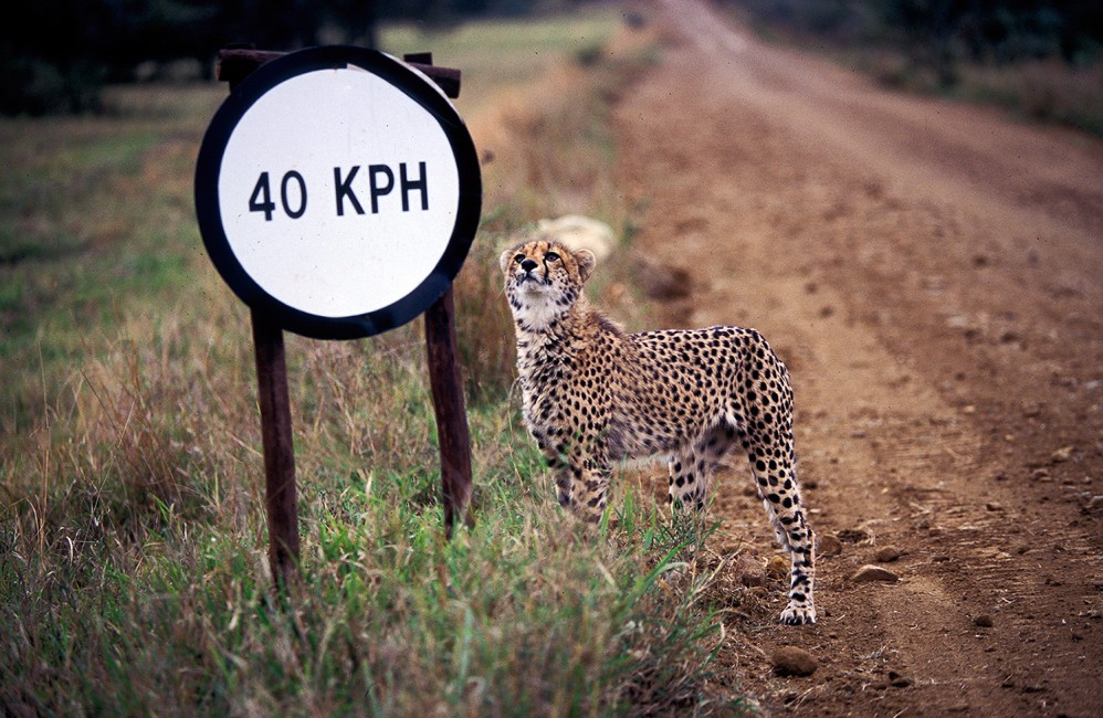 The Cheetah’s Speed Limit