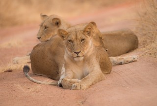 Dawn Lionesses