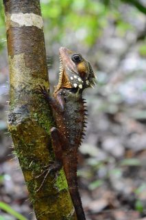 Dragons of the Daintree
