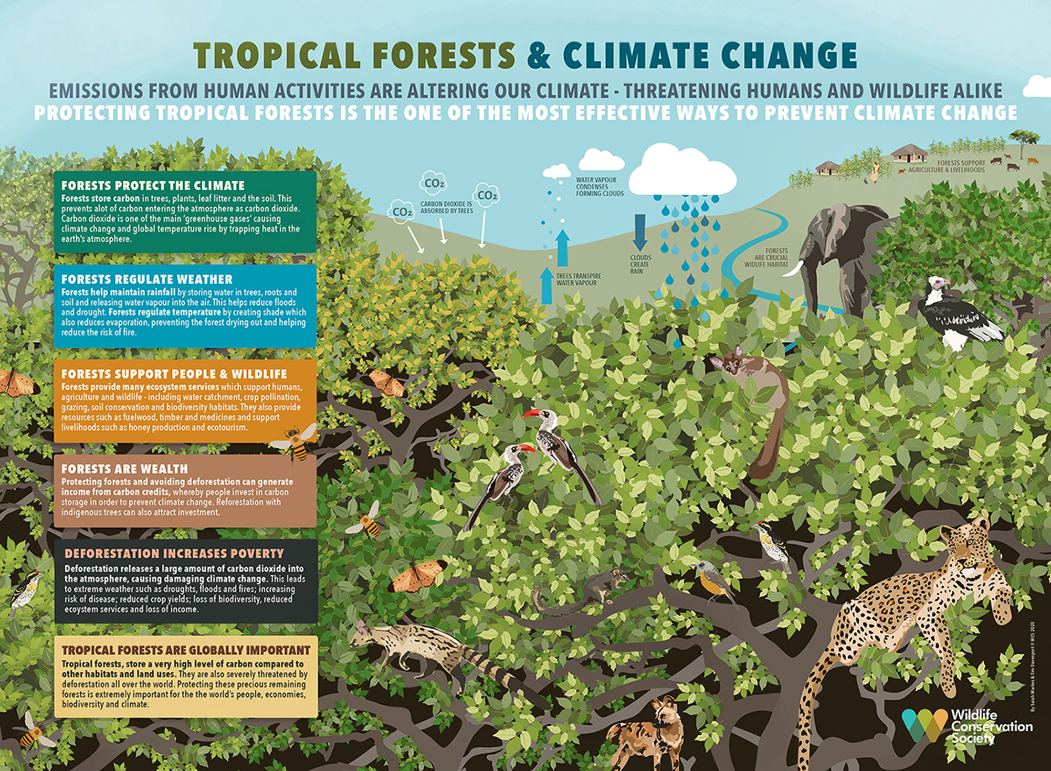 Protecting Tropical Forests Protects Us