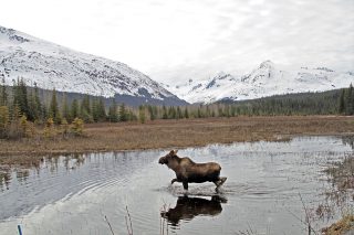Moose in an Alaskan Pond