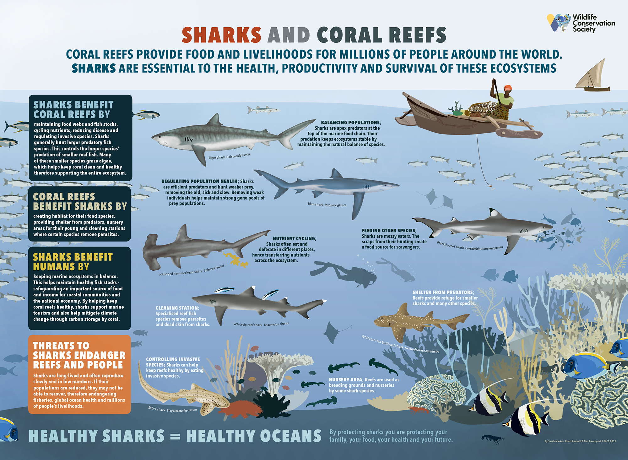 How Sharks Help Keep Coral Reefs Healthy
