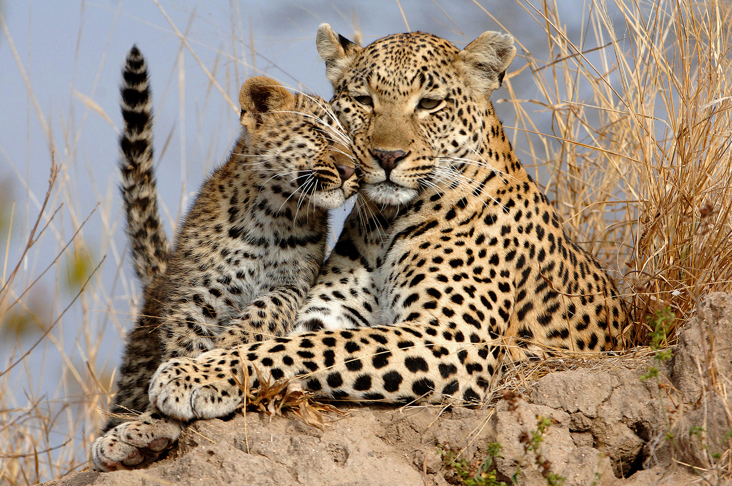 Leopard Love | Wild View
