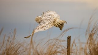 Snowy Owl: Dreams of Flight