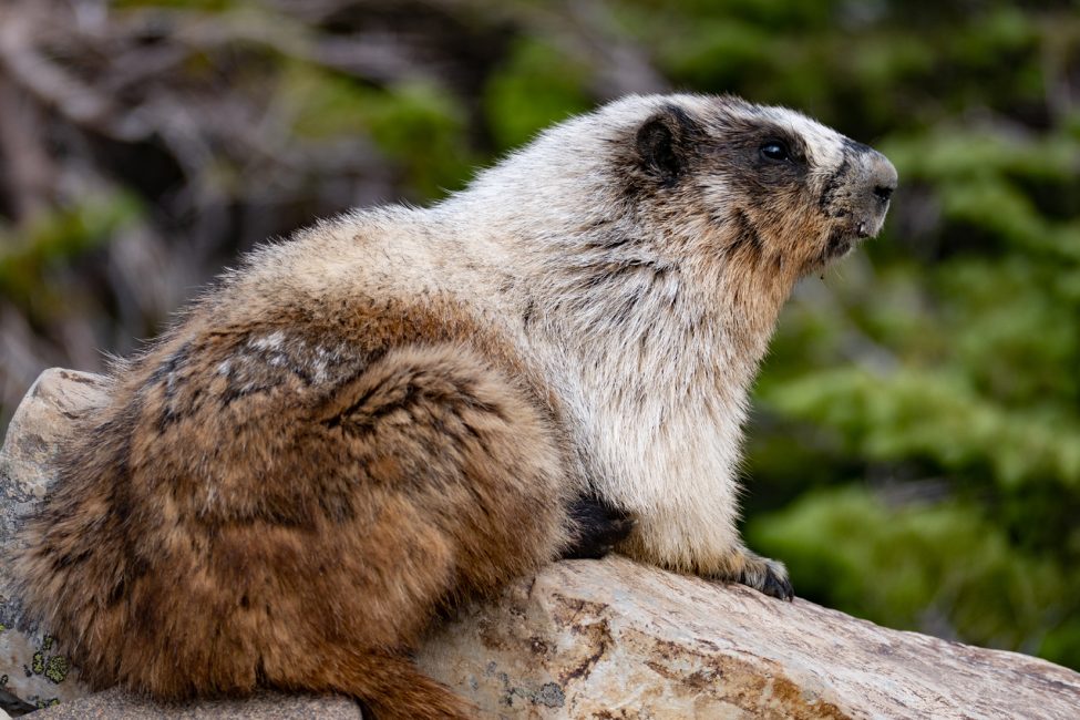 Marmot Animal