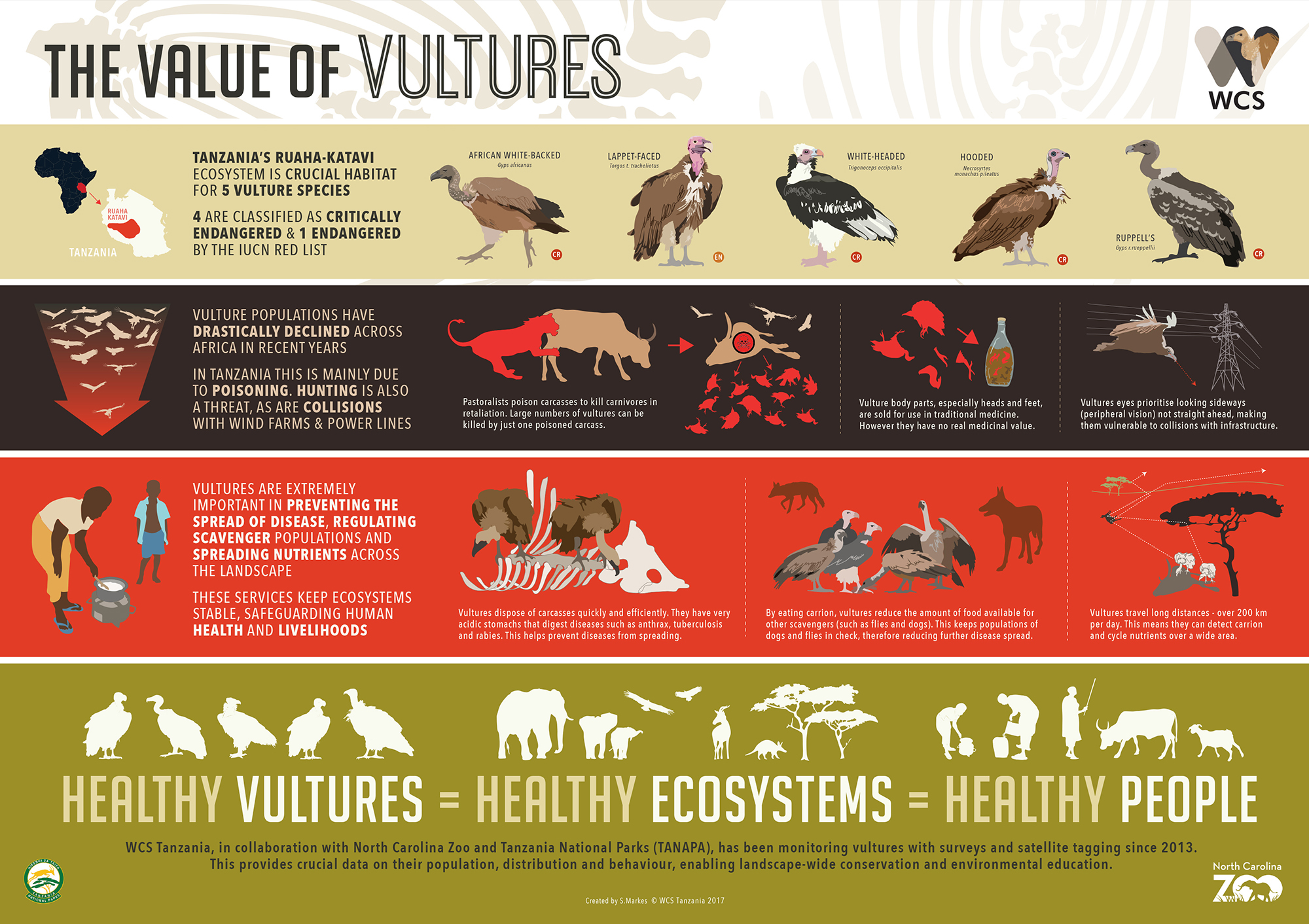 The Value of Vultures | Wild View