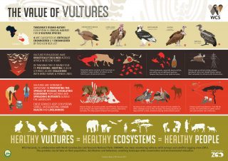 The Value of Vultures