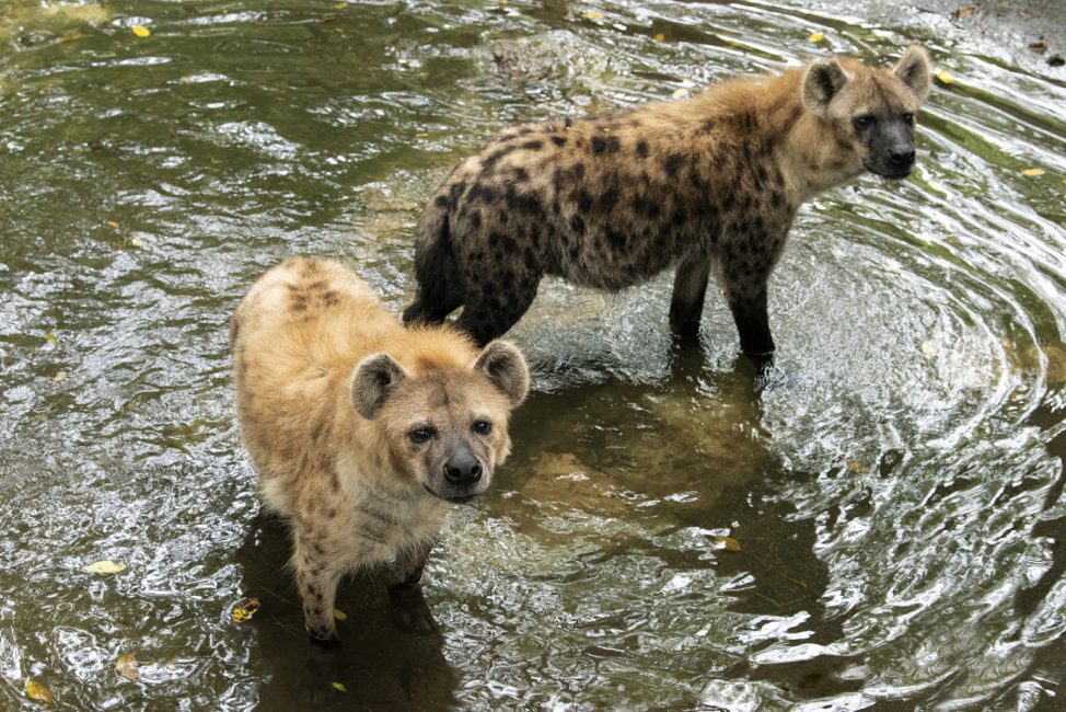 Hyenas: Misunderstood Predators of the Savannah