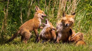 Foxes in Focus, Part 2