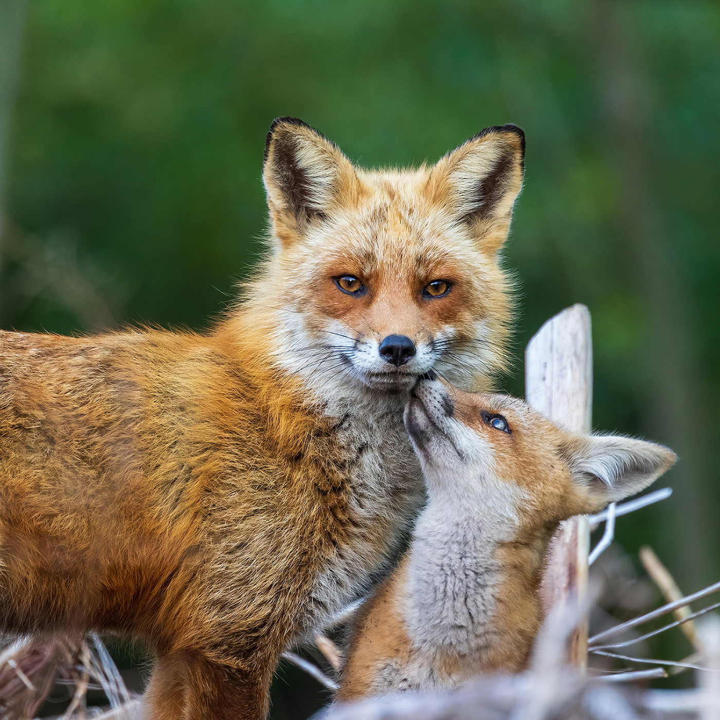 Foxes in Focus, Part 1