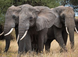 Elephant Enigmas