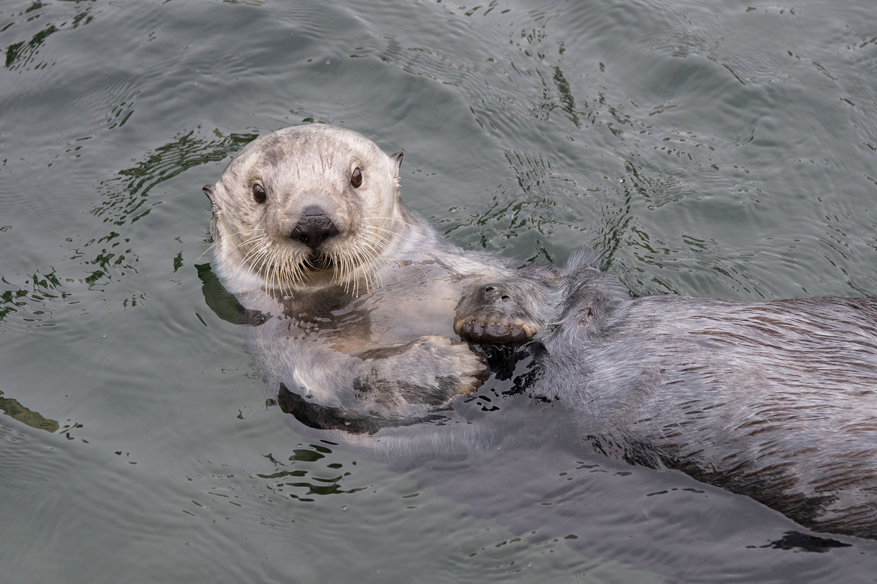 Saving Sea Otters | Wild View