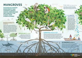 The Value of Mangroves