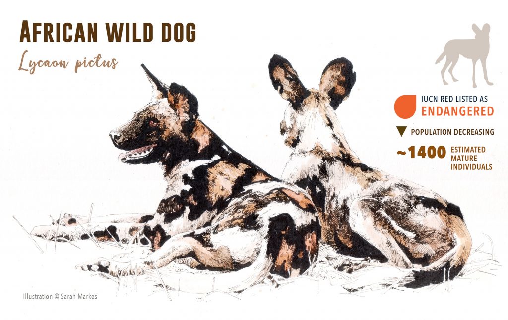 Protecting Tanzania's Wild Dogs | Wild View