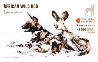 Protecting Tanzania’s Wild Dogs