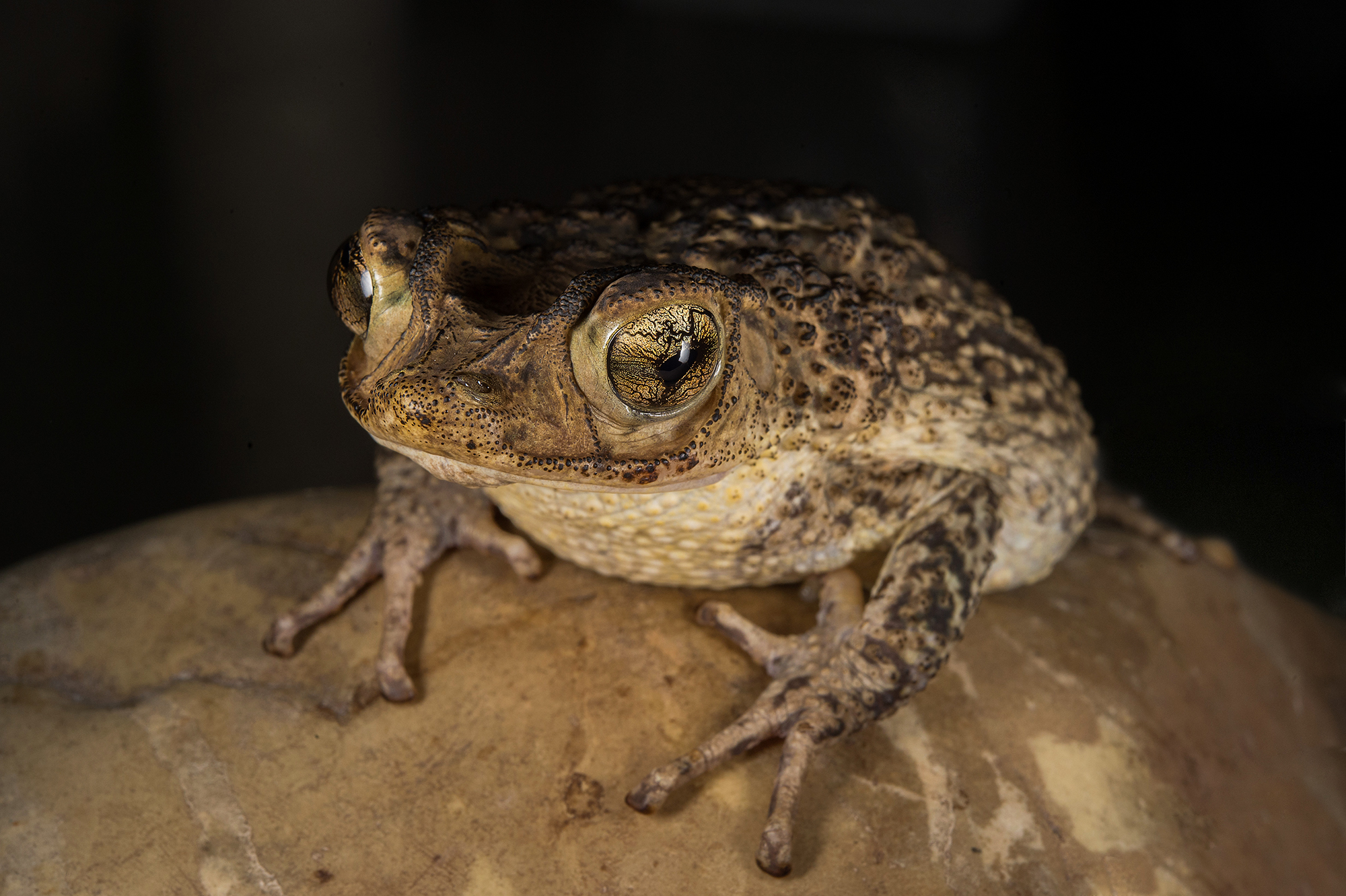 Rare and Resilient – Puerto Rican Crested Toad