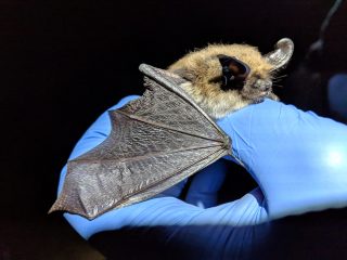 Evolution’s Sublime Bat Wing