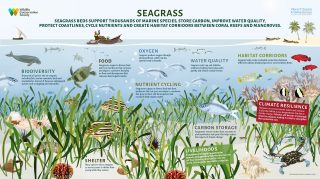 The Importance of Seagrass