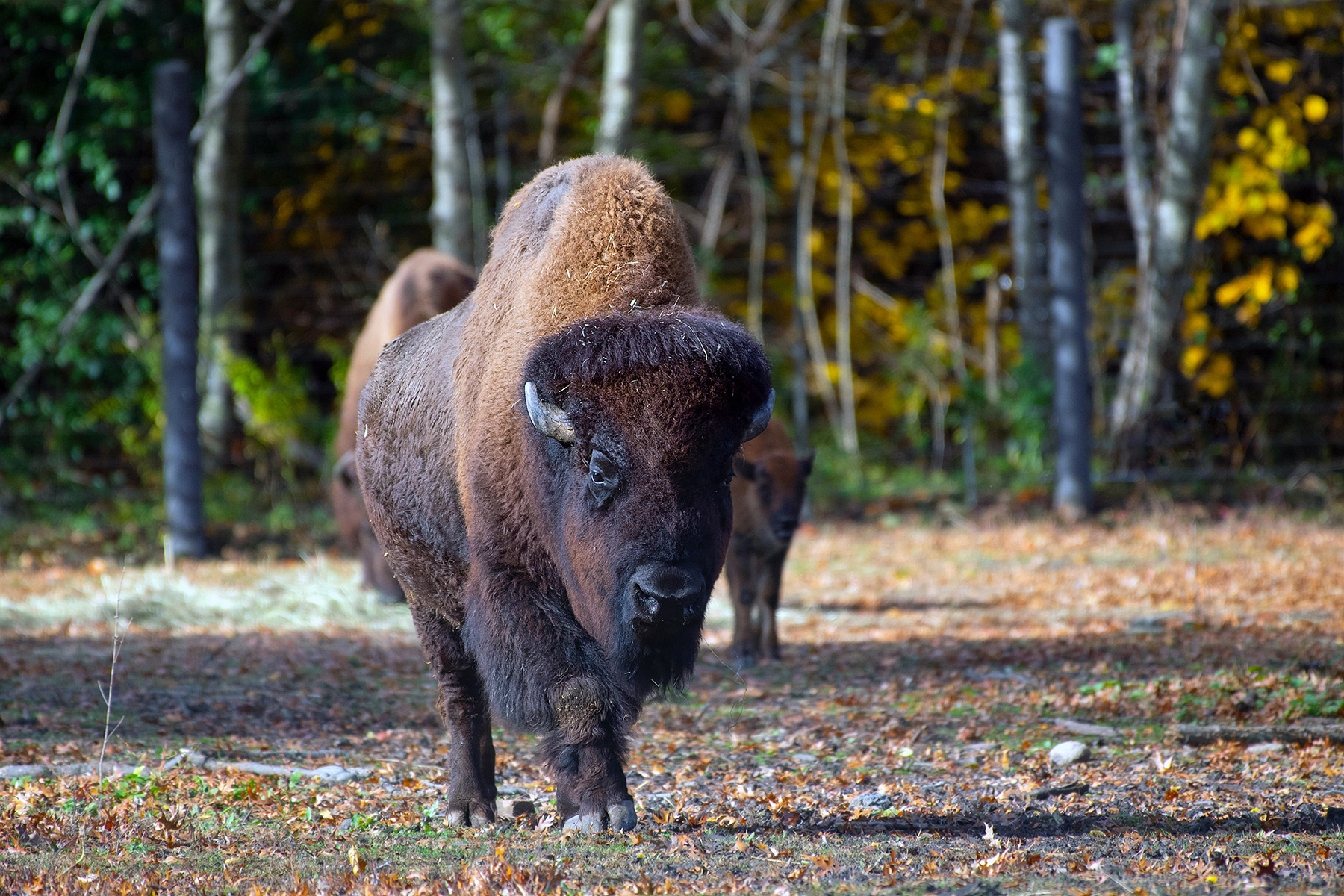 National Bison Day