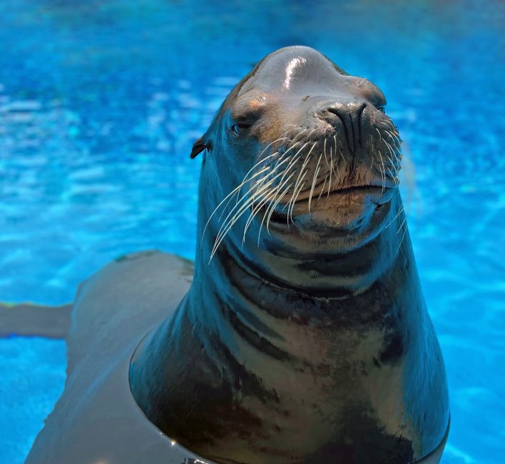 How Do Sea Lions Stay Warm in New York City?