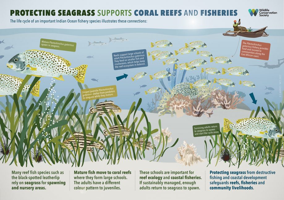 Protecting Seagrass, Coral Reefs, and Fisheries
