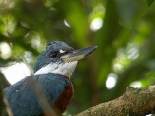 Costa Rica’s Breathtaking Birds