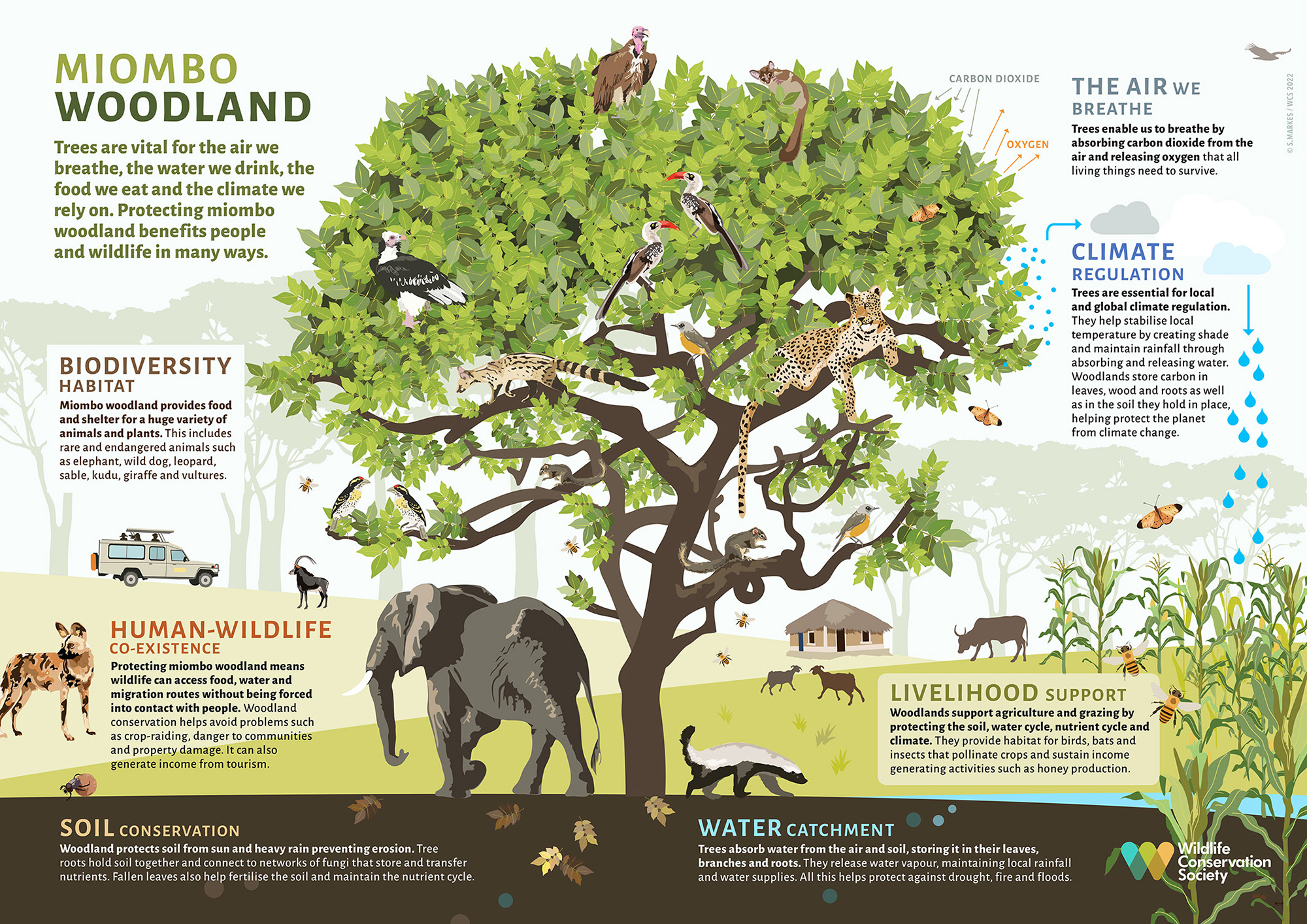  Why Should We Conserve Forest And Wildlife Why Should We Conserve 