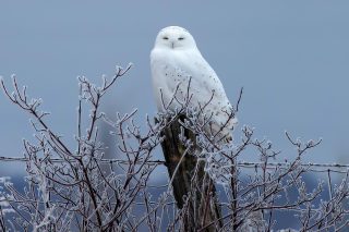 Spotting a Snowy Owl