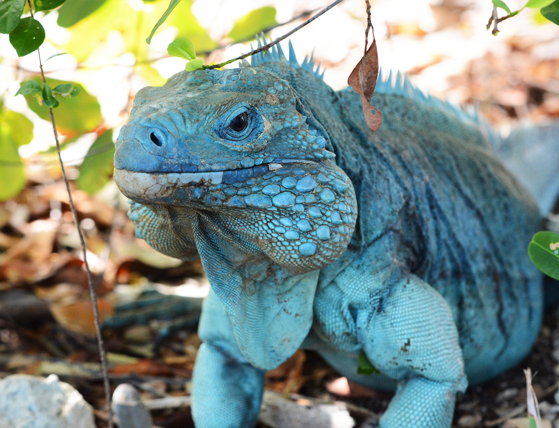 Sapphires Of The Caribbean Wild View