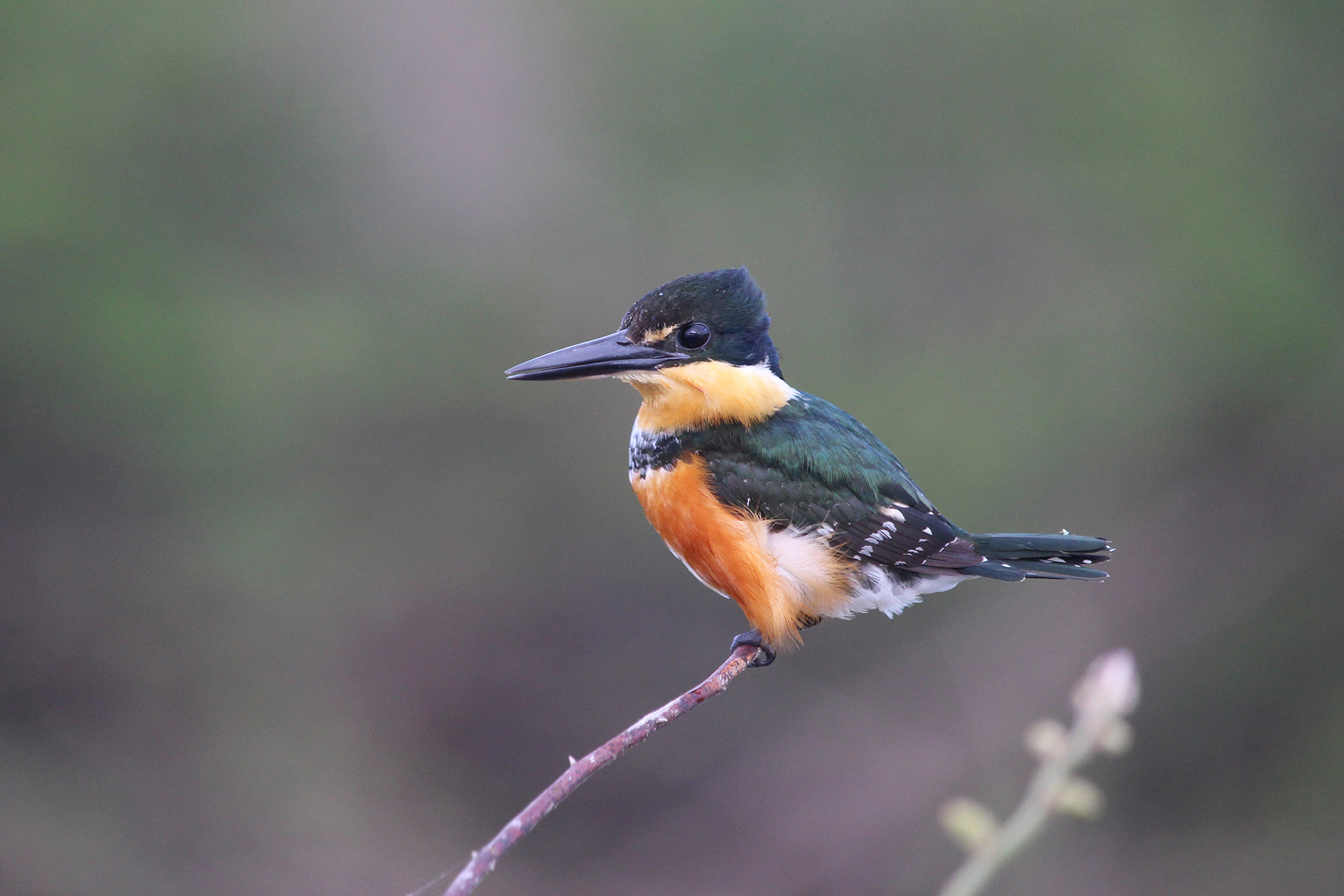 A Miniature Kingfisher
