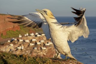 Gannets of the North Sea