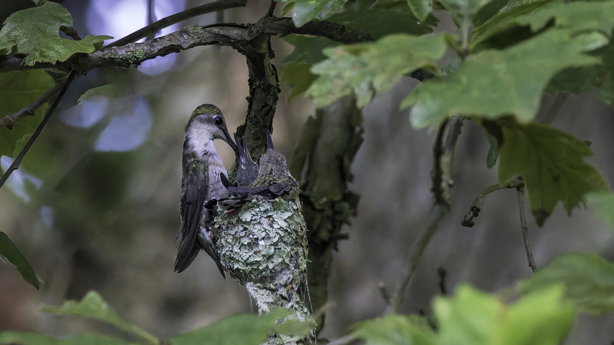 A Hummingbird’s Cozy Nest