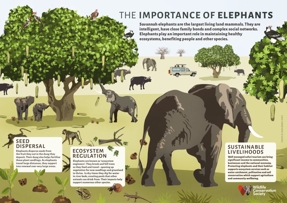 The Importance of Elephants