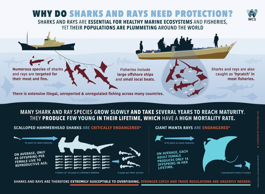Why Do Sharks and Rays Need Protection?